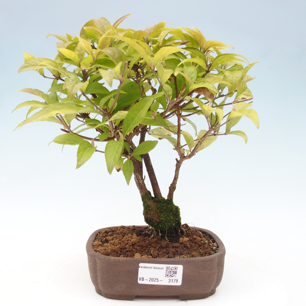 Vonkajšia bonsai - krásnoplodka - Callicarpa jap. Leucocarpa