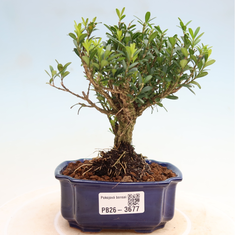 Izbové bonsaje - Buxus harlandii - korkový buxus