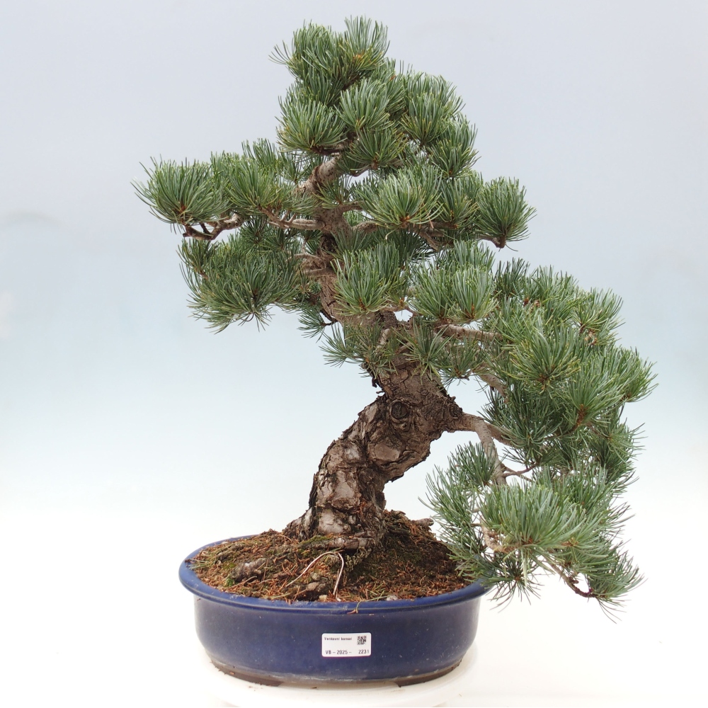 Vonkajšie bonsai - Pinus parviflora - Borovica drobnokvetá