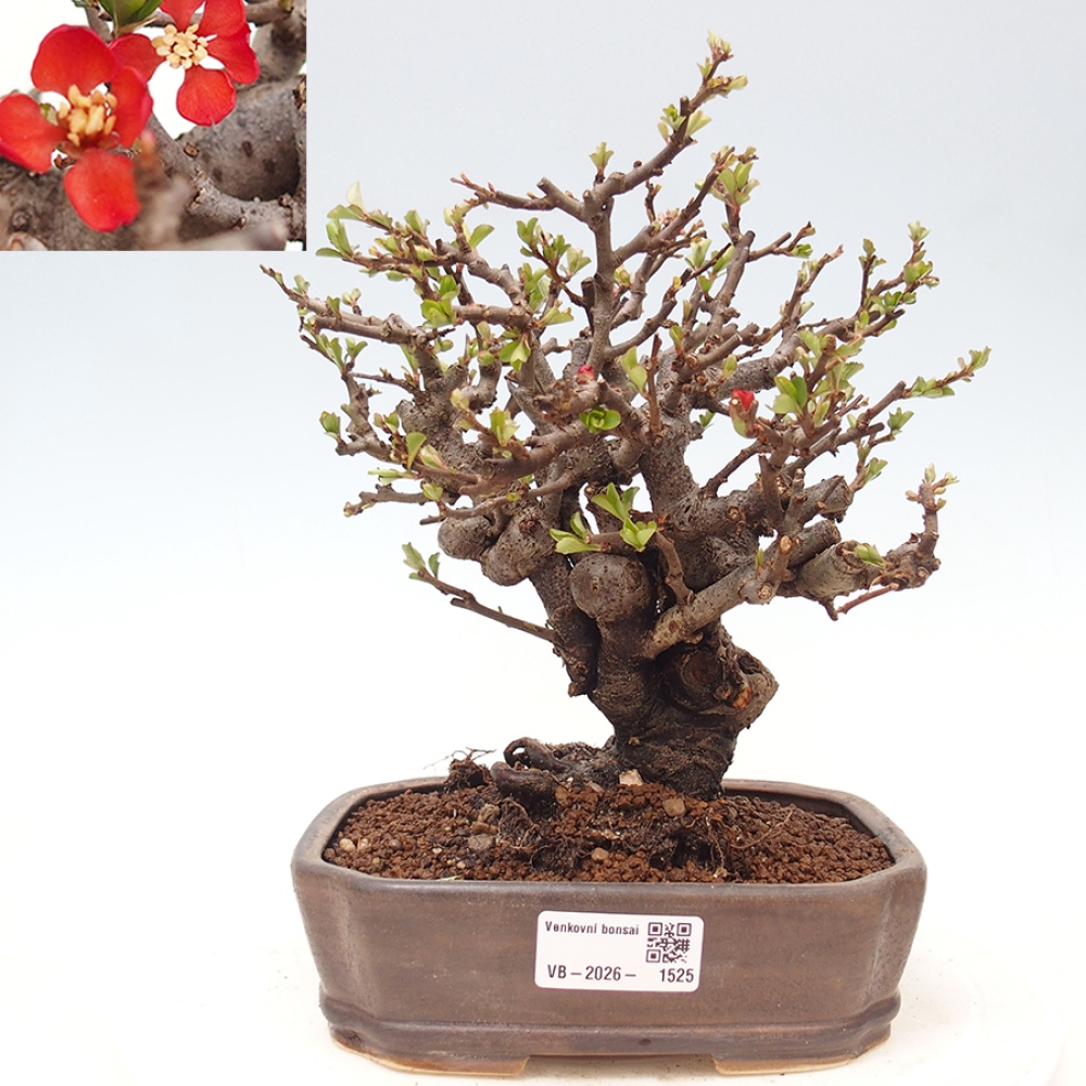 Vonkajšie bonsaje - Chaneomeles speciosa - Kdoule