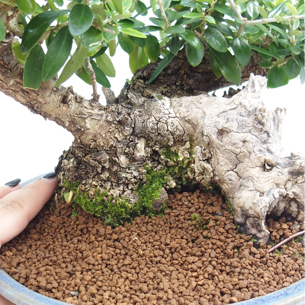 Izbová bonsai - Olea europaea sylvestris -Oliva evropská drobnolistá
