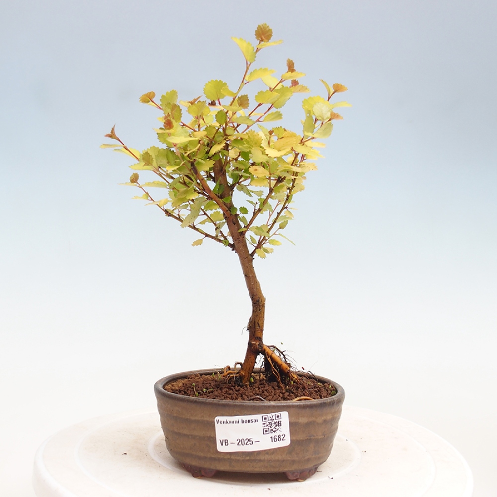 Vonkajší bonsai - breza trpasličí - Betula NANA Treasure