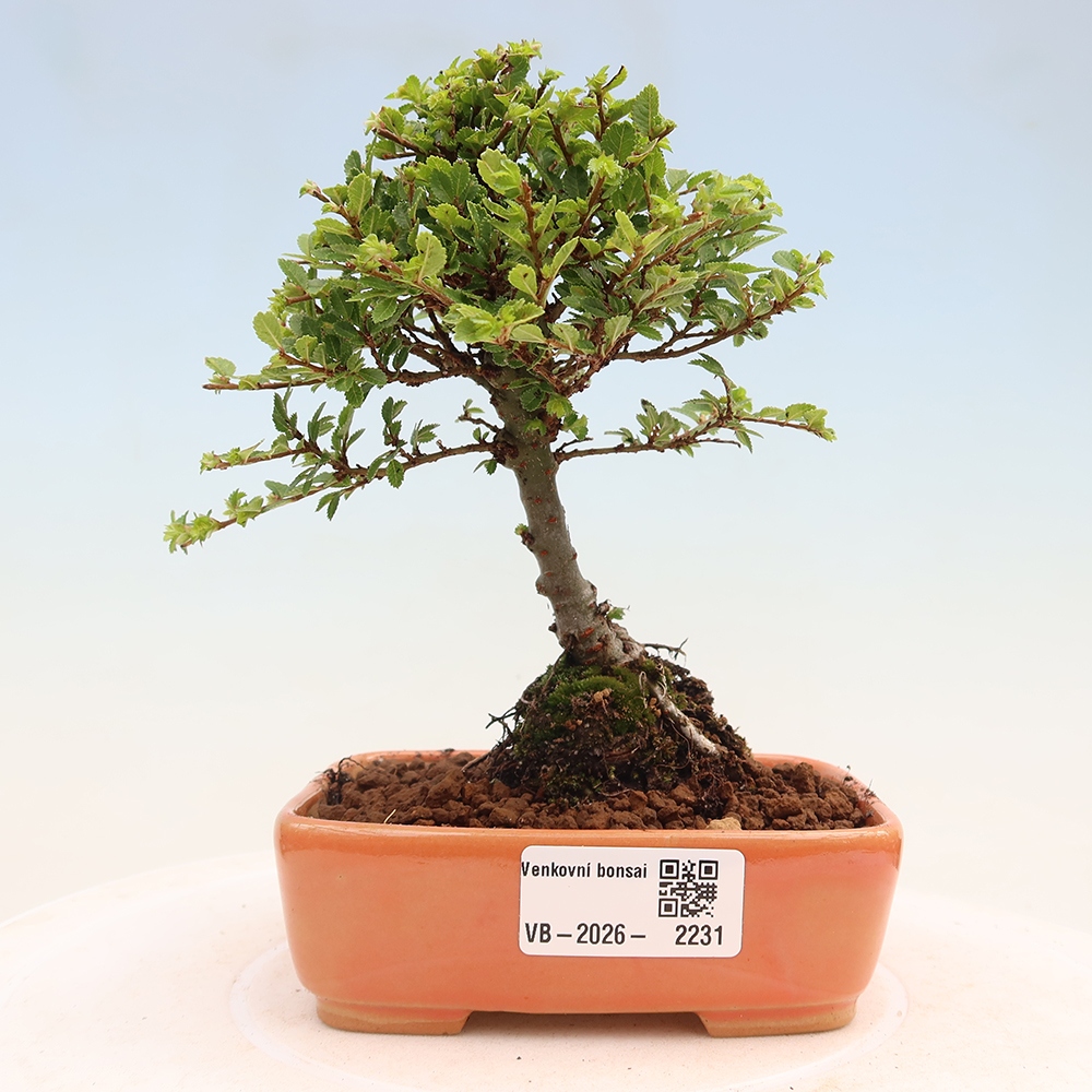 Vonkajší bonsai - Ulmus parvifolia Sagei - Malolistý brest