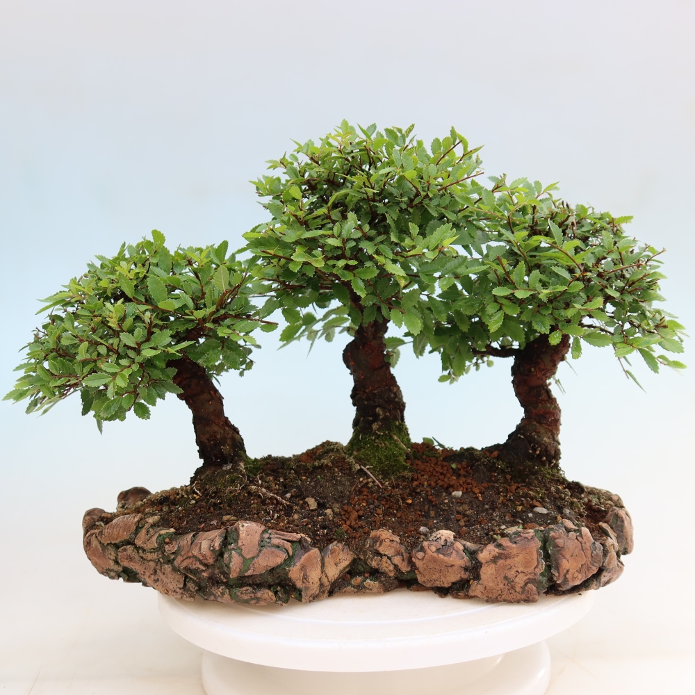 Vonkajší bonsai – Zelkova – Zelkova NIRE – háj