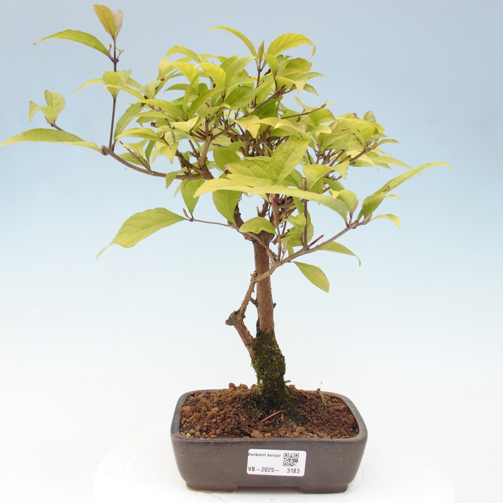 Vonkajšia bonsai - krásnoplodka - Callicarpa jap. Leucocarpa