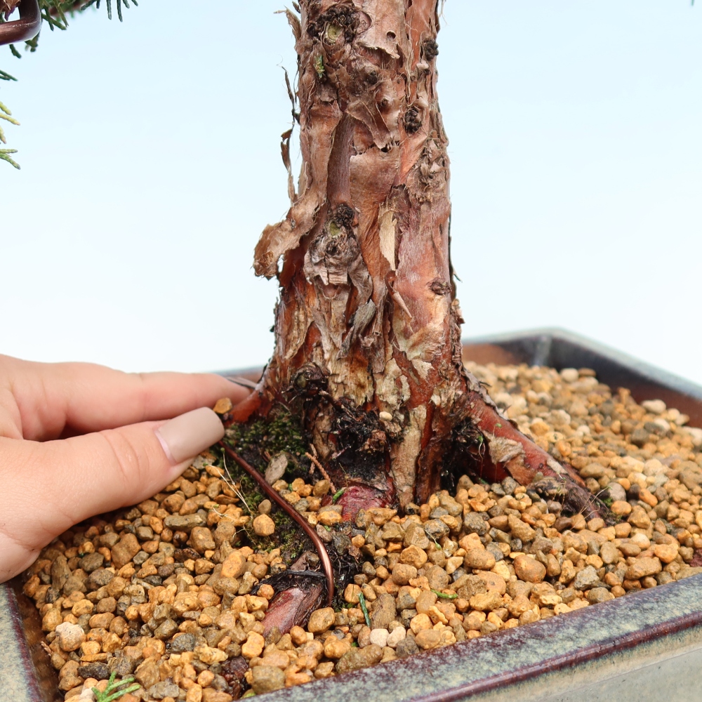 Vonkajší bonsaj - Juniperus chinensis Kishu