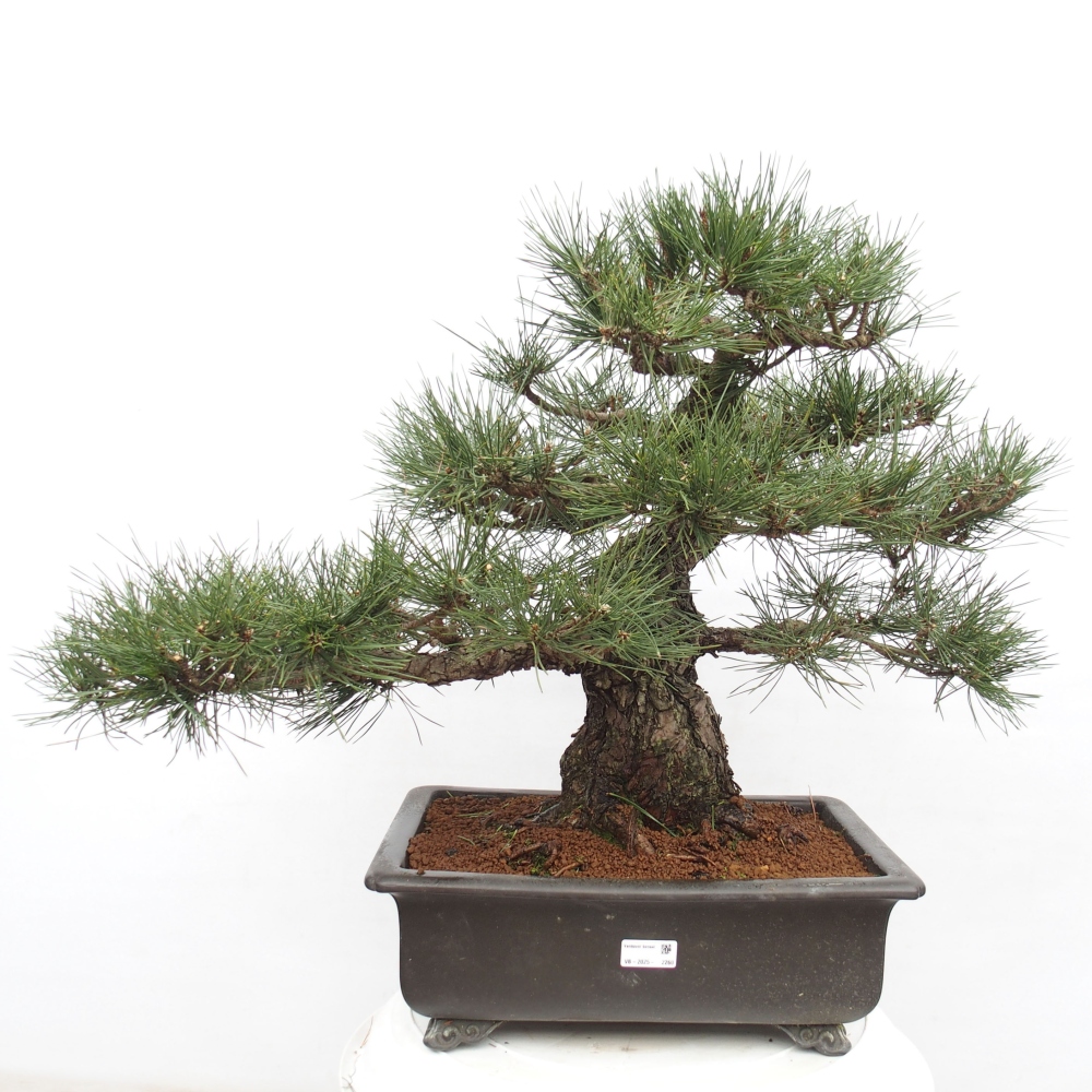 Vonkajšie bonsai - Pinus thunbergii - Borovica thunbergova