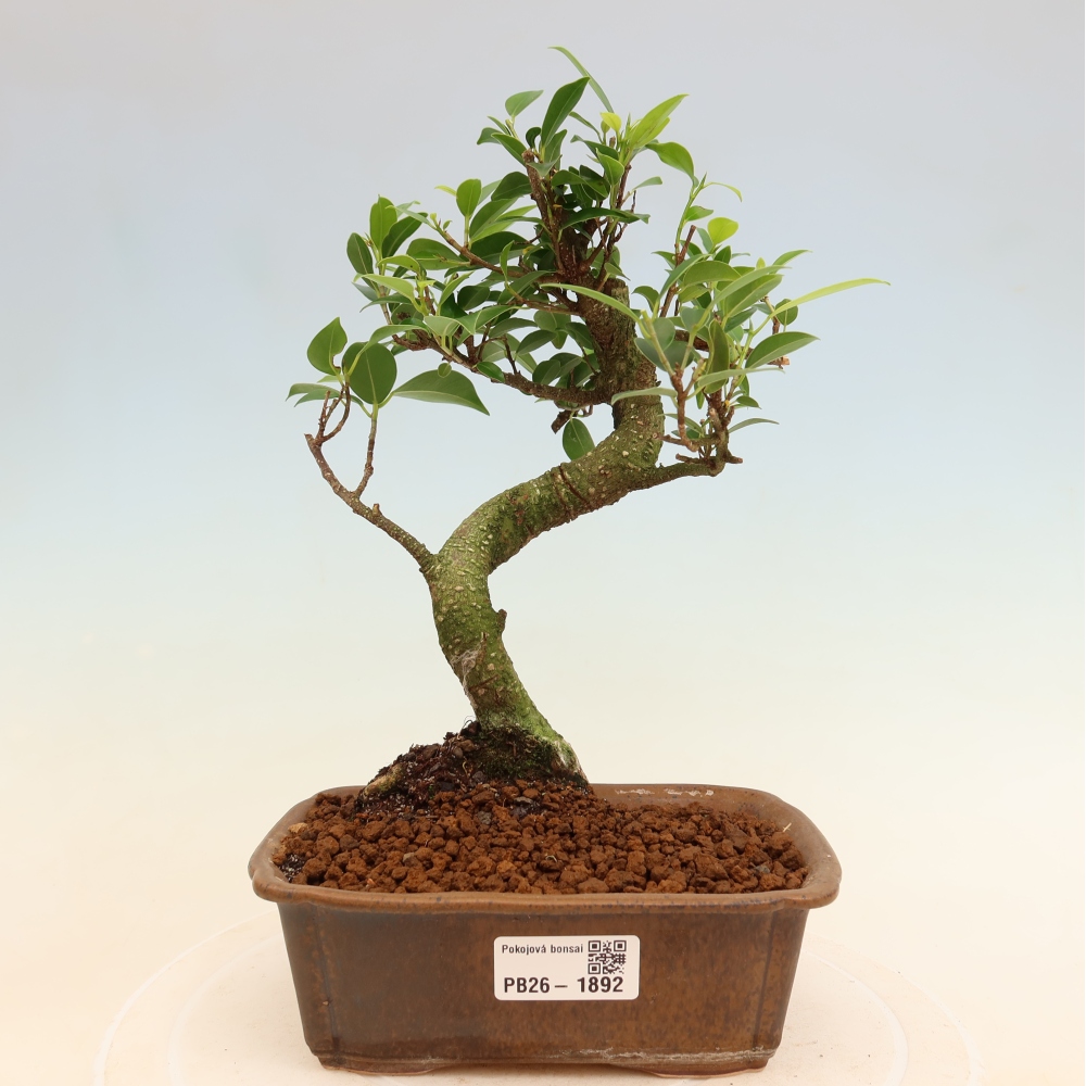 Izbový bonsaj - Ficus retusa - drobnolistý fikus
