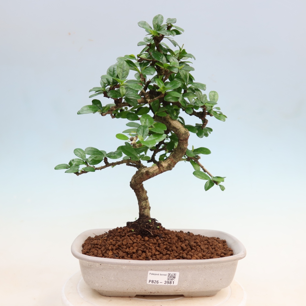 Izbové bonsaje - Carmona macrophylla - Tea fuki