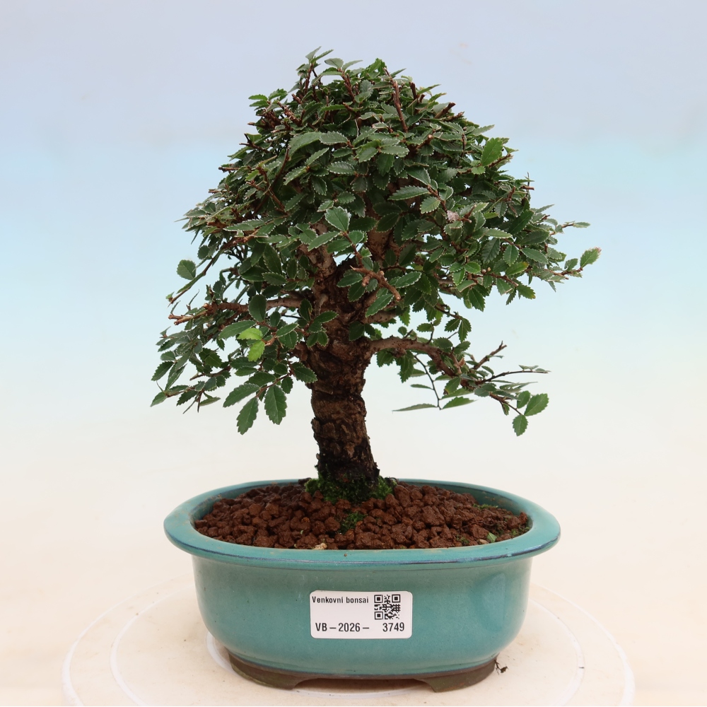 Vonkajšie bonsaje - Zelkova - Zelkova NIRE