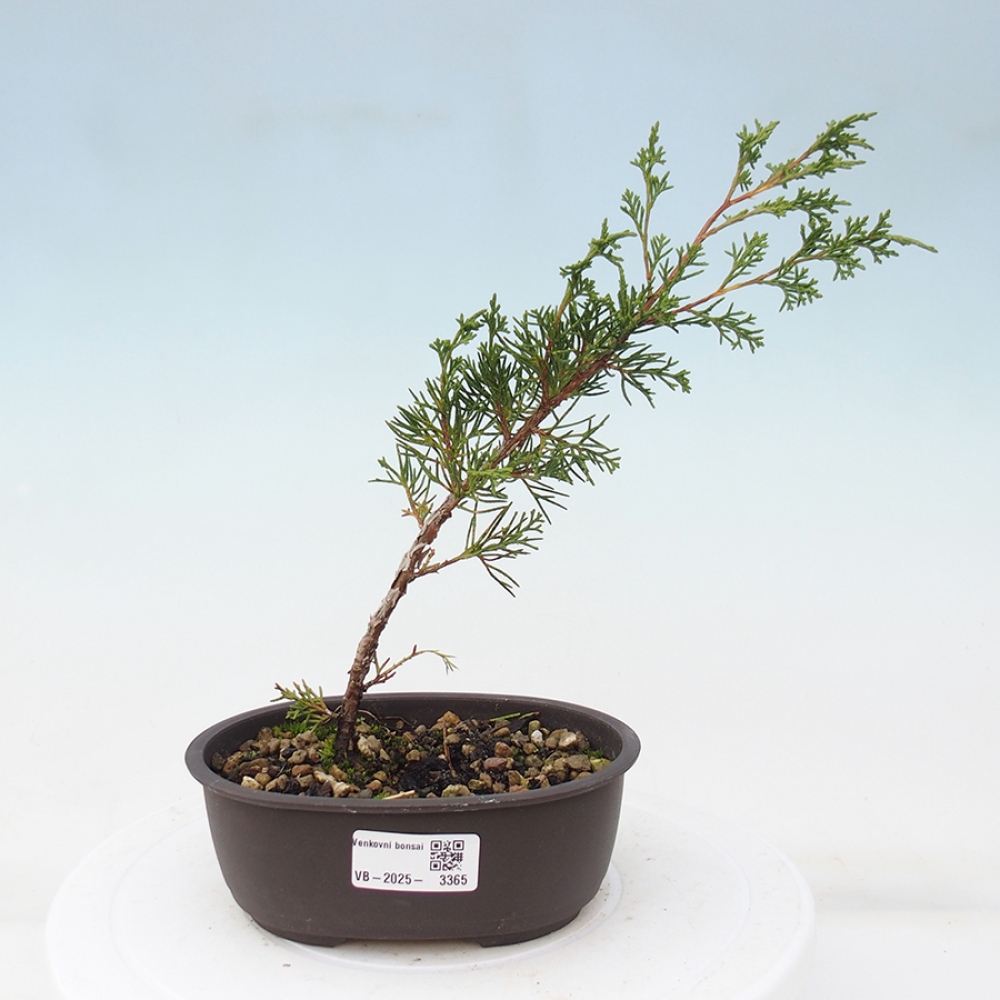Vonkajší bonsai - Juniperus chinensis Itoigawa -Jalovec čínsky