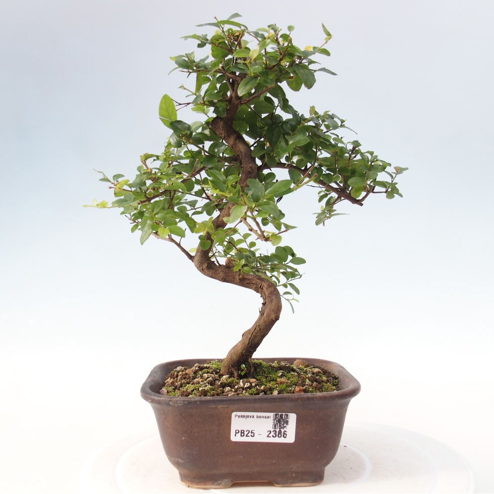 Izbová bonsai - Sagerécia thea - Sagerécia thea