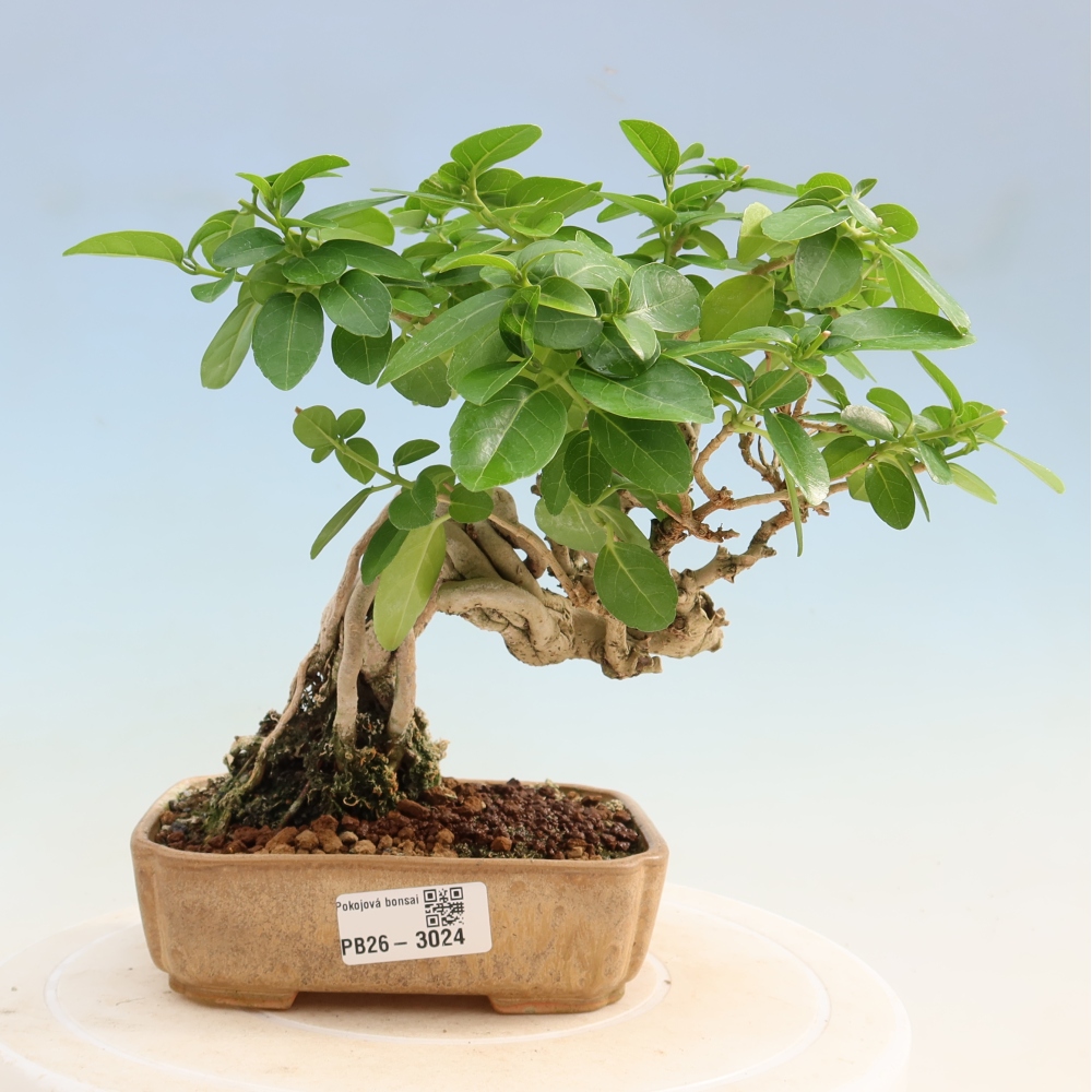 Izbový bonsaj - Premna serratifolia - Kozlovňa malolistá