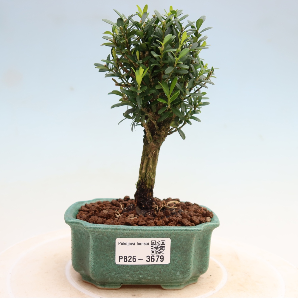 Izbové bonsaje - Buxus harlandii - korkový buxus