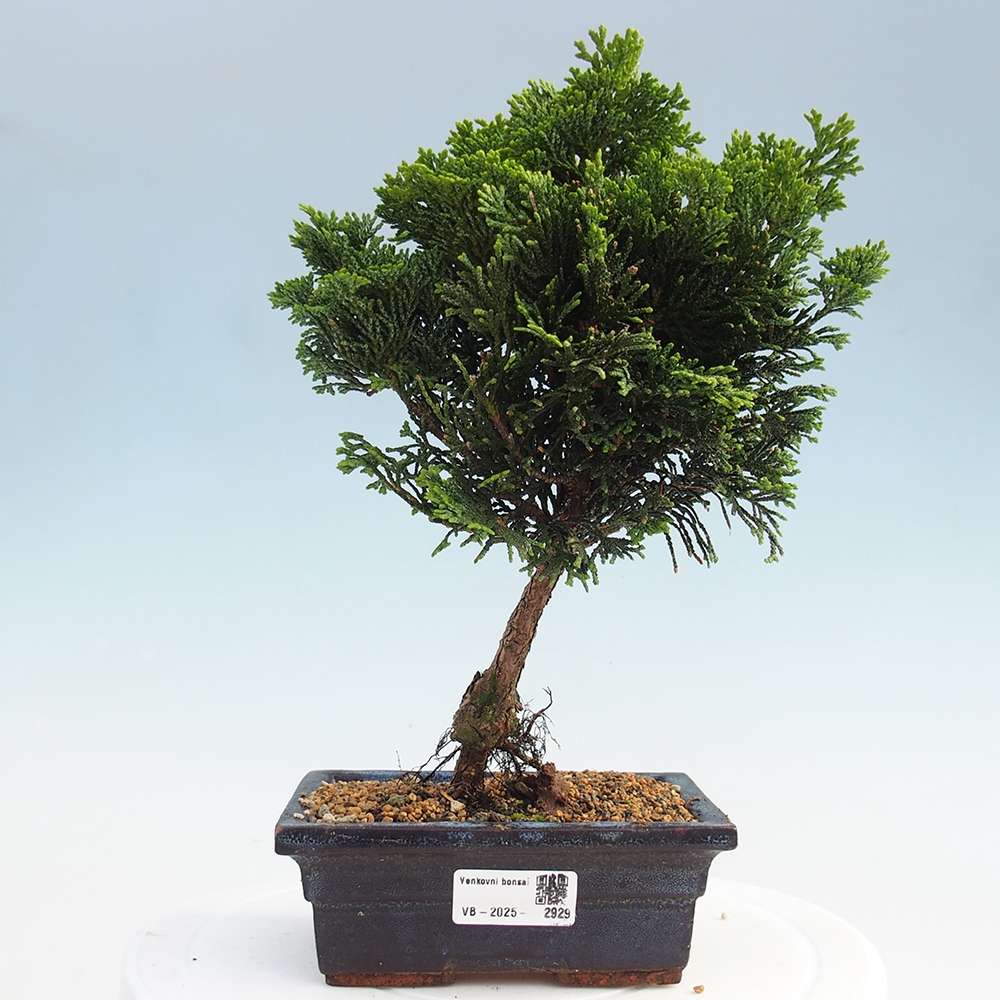 Vonkajšie bonsai - Cham.pis obtusa Nana Gracilis - Cypruštek