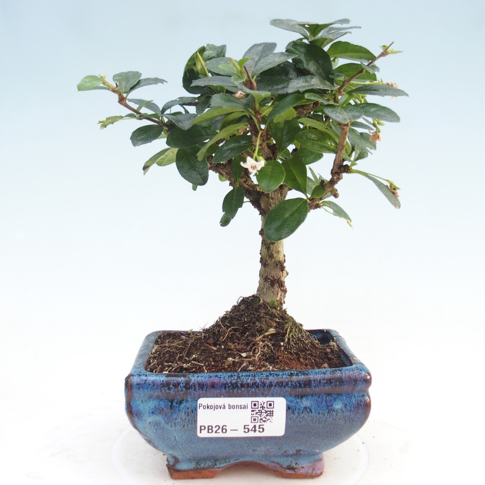 Izbová bonsai - Carmona macrophylla - Čaj fuki