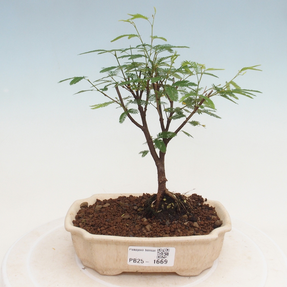 Izbová bonsai-Calliandra surinamensis Dixie Pink-Kaliandra Suriámska