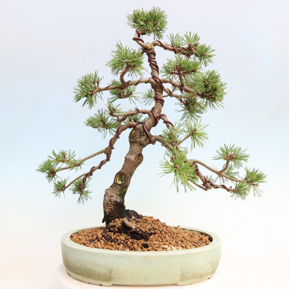 Vonkajšie bonsaje – Pinus mugo Humpy – borovica krivá