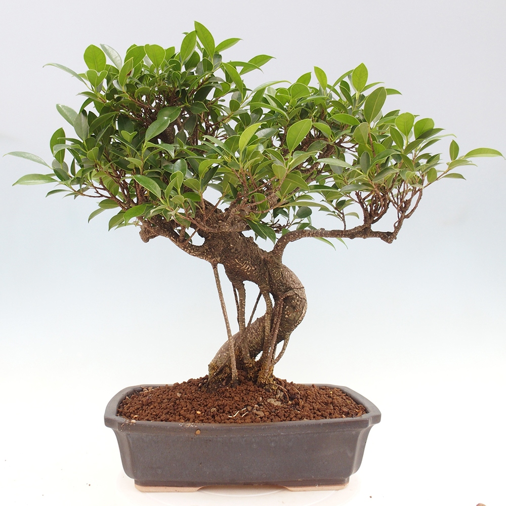 Izbová bonsai - Ficus kimmen - malolistý fikus