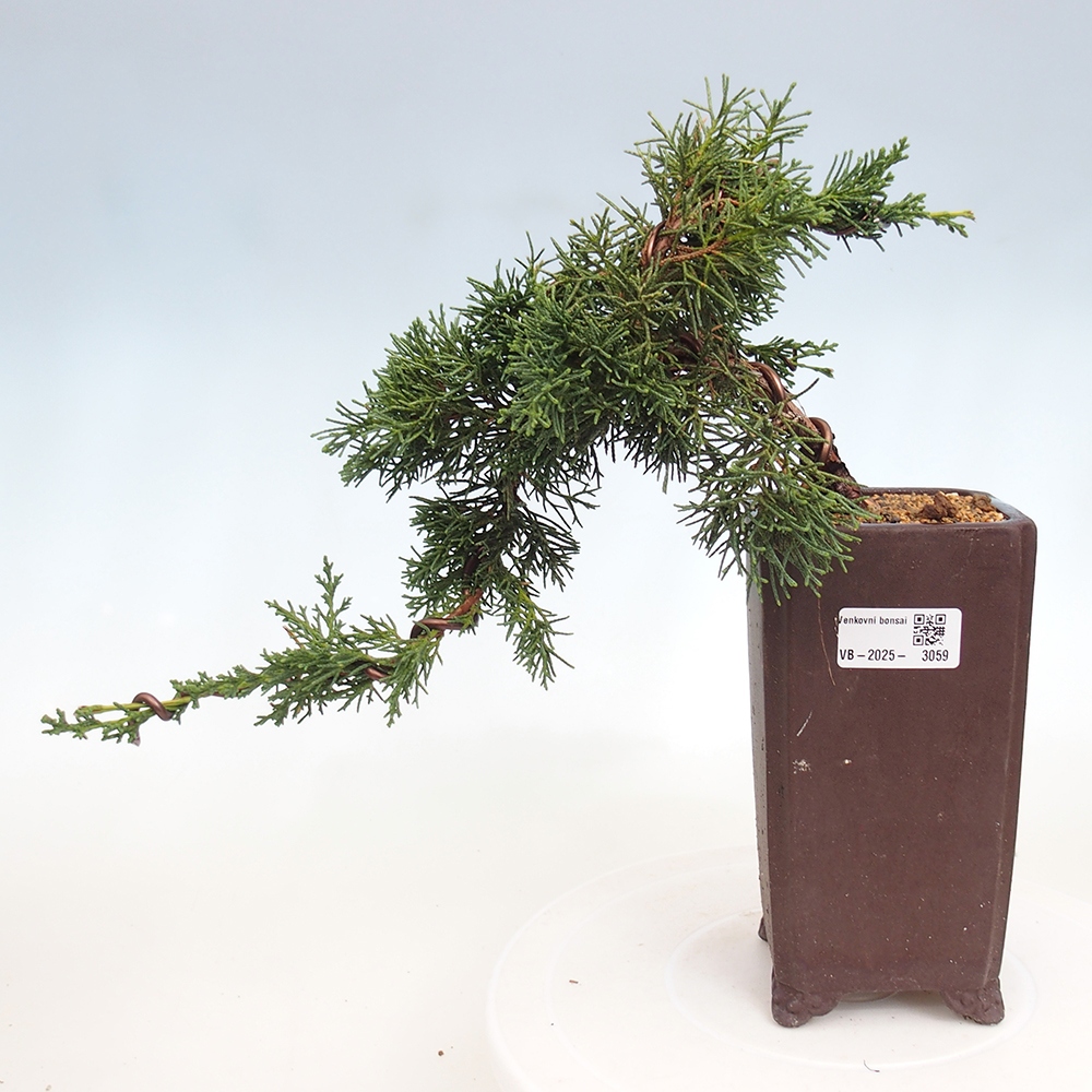 Vonkajší bonsai - Juniperus chinensis Kishu -Jalovec čínsky