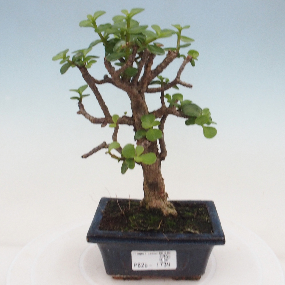 Izbová bonsai - Portulakaria Afra - Tlustice