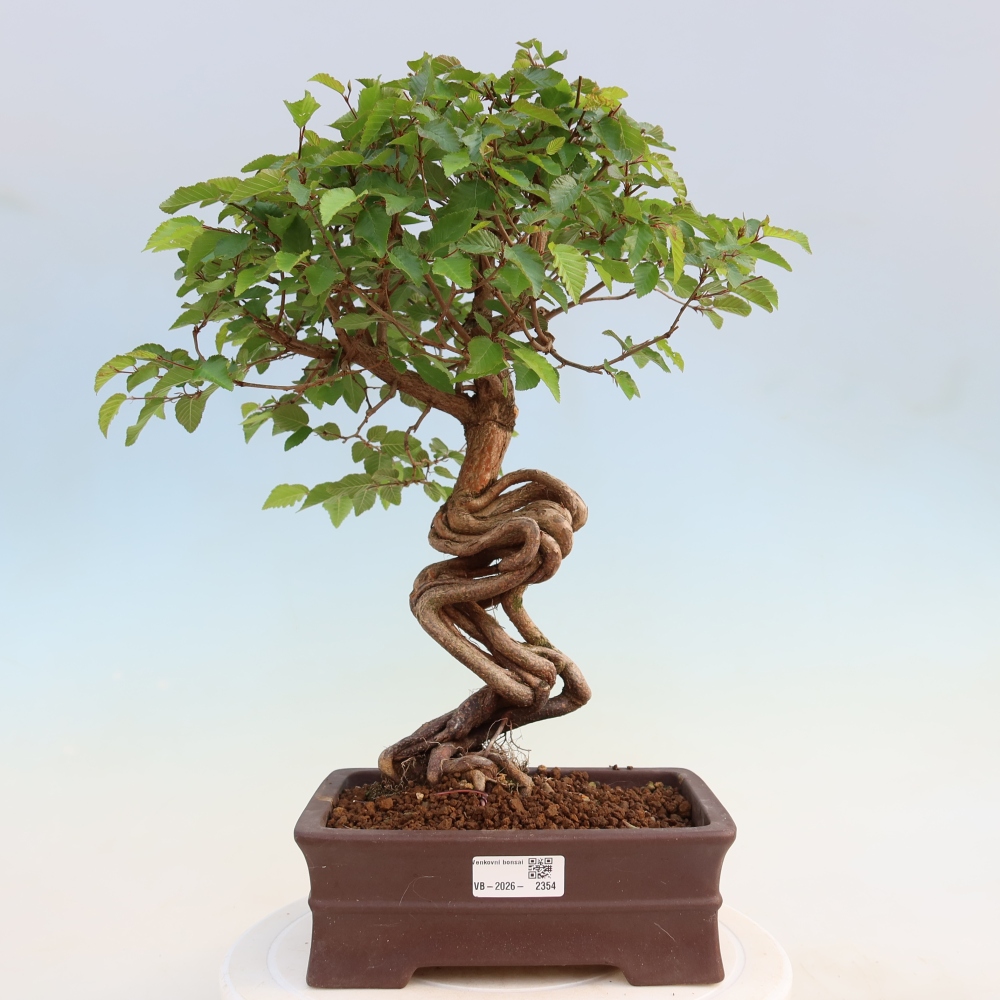 Vonkajší bonsaj -Carpinus coreana - Hrab kórejský