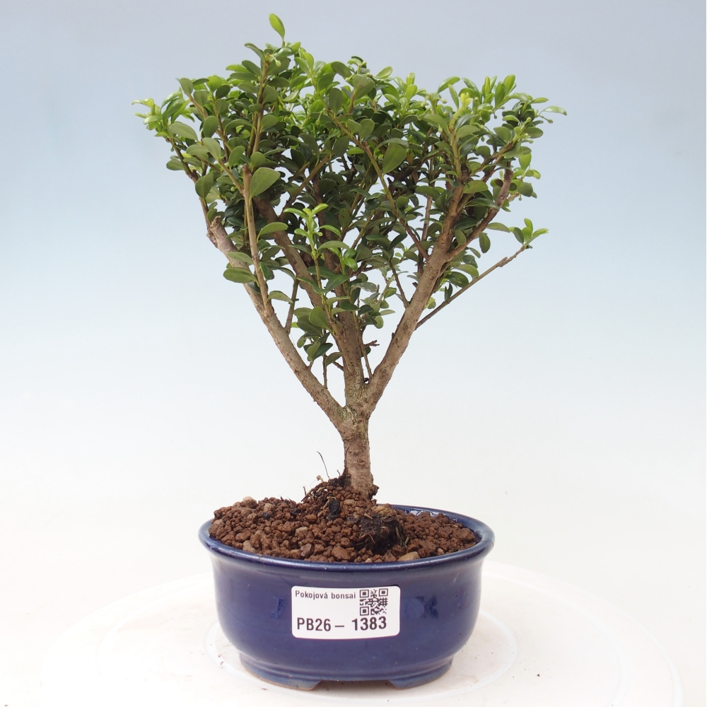 Izbový bonsaj - Ilex crenata - Cesmína