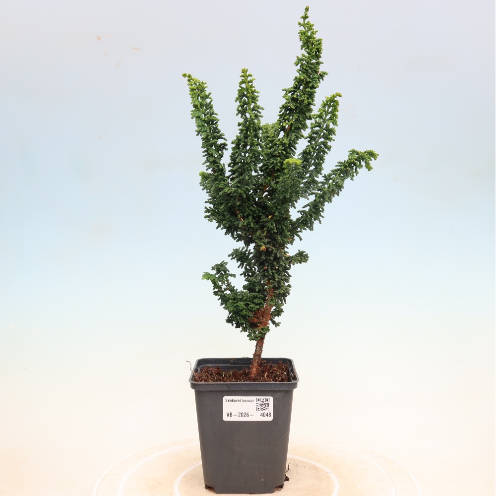 Vonkajší bonsaj - Cham. obtusa SEKKA HINOKI - Cypruštek