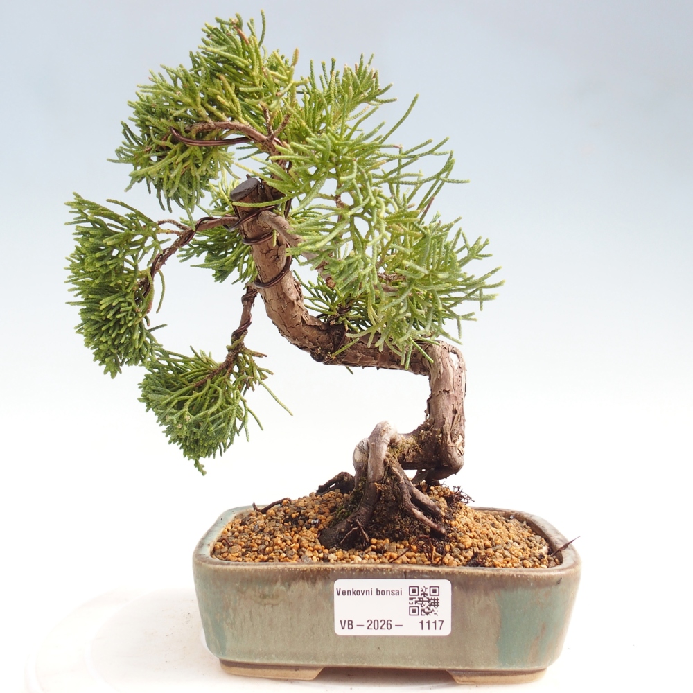 Vonkajší bonsaj - Juniperus chinensis Kishu