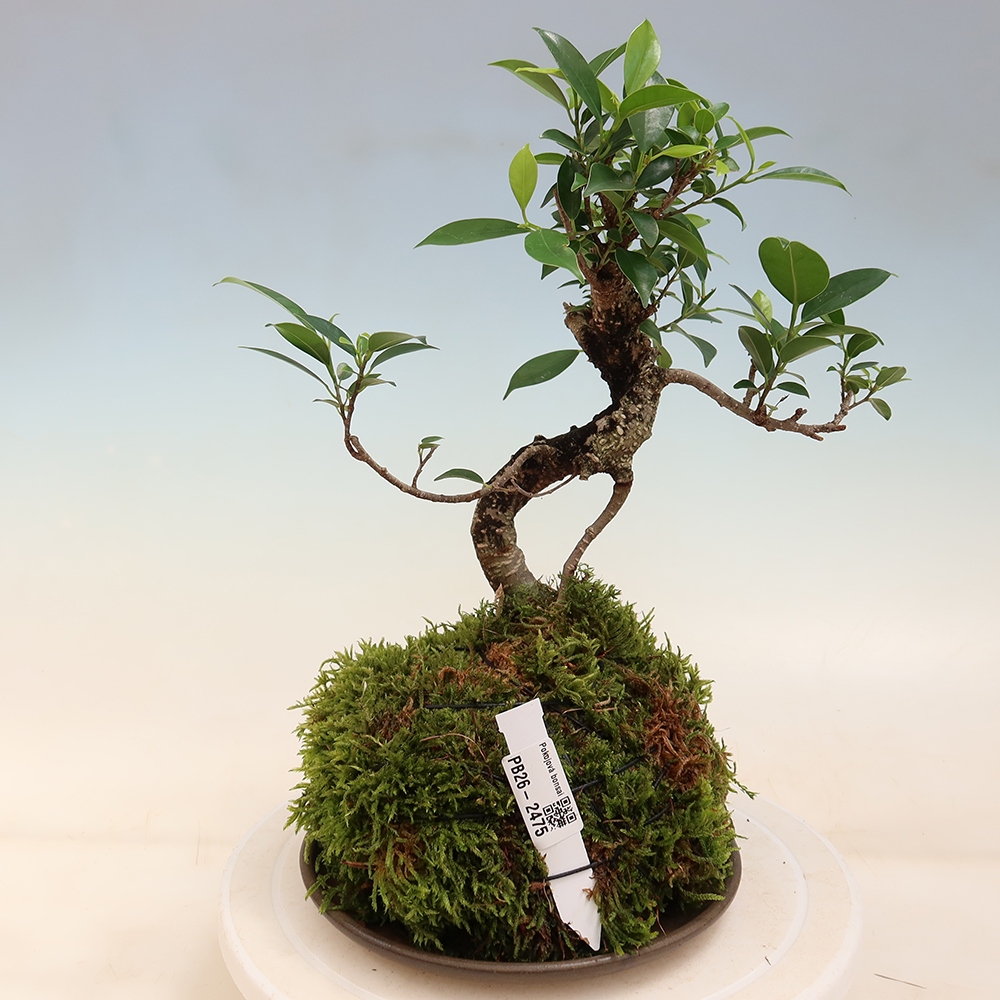 Kokedama s miskou – malolistý fikus – Ficus kimmen