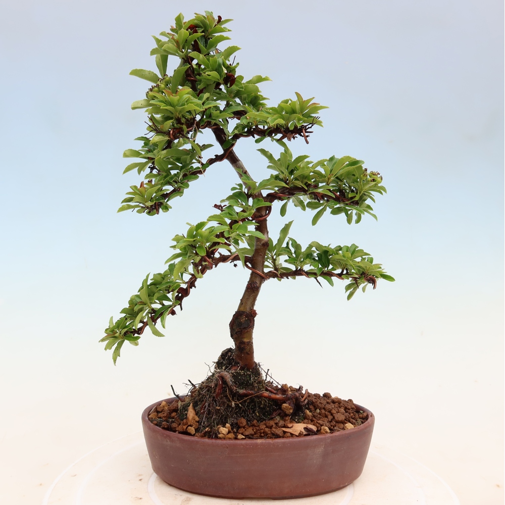 Vonkajší bonsai – Pyracantha teton – Hlohovec šarlátový