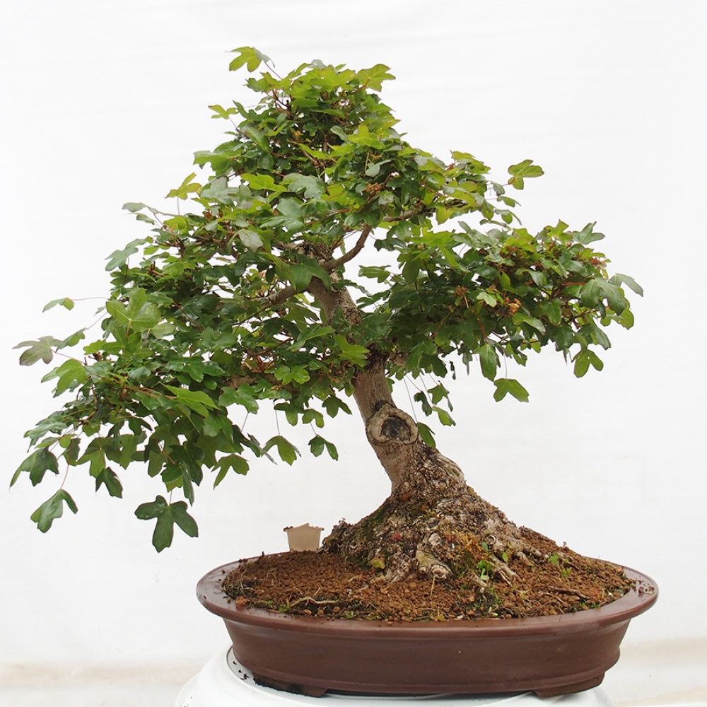 Vonkajší bonsai - Javor Francúzsky - Acer Nonspessulanum