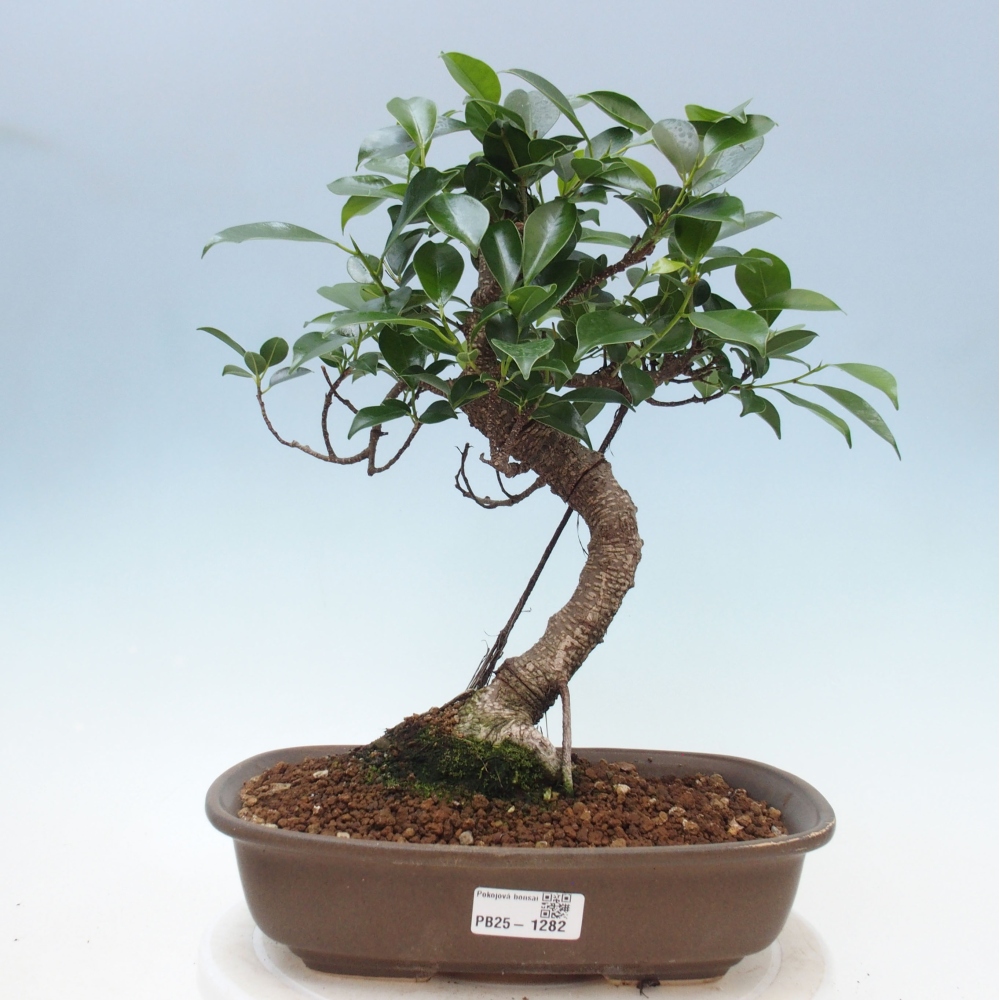 Izbová bonsai - Ficus kimmen - malolistá fikus