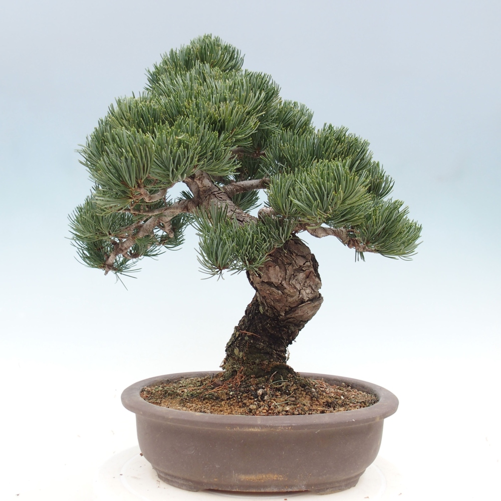 Vonkajšie bonsai - Pinus parviflora - Borovica drobnokvetá