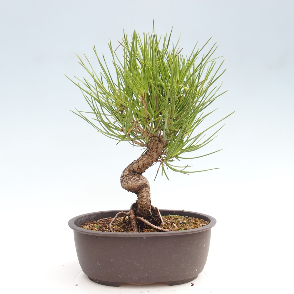 Vonkajší bonsai - Pinus thunbergii - Borovica thunbergova