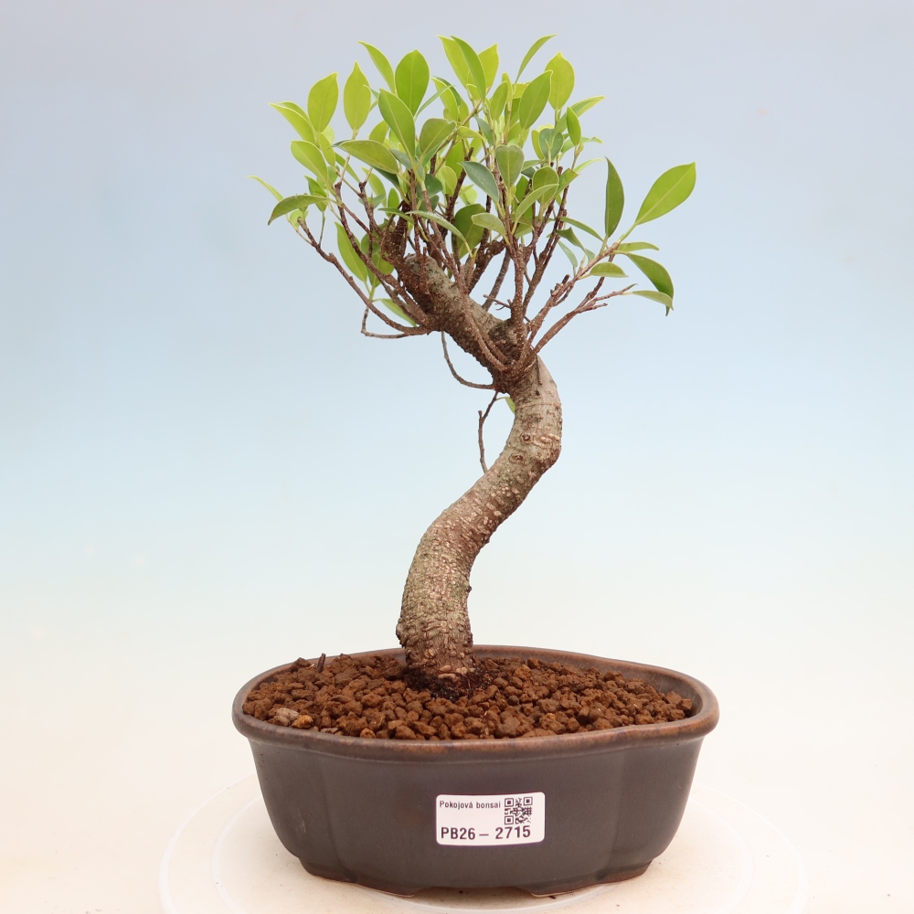Izbové bonsaje - Ficus kimmen - drobnolistý fikus