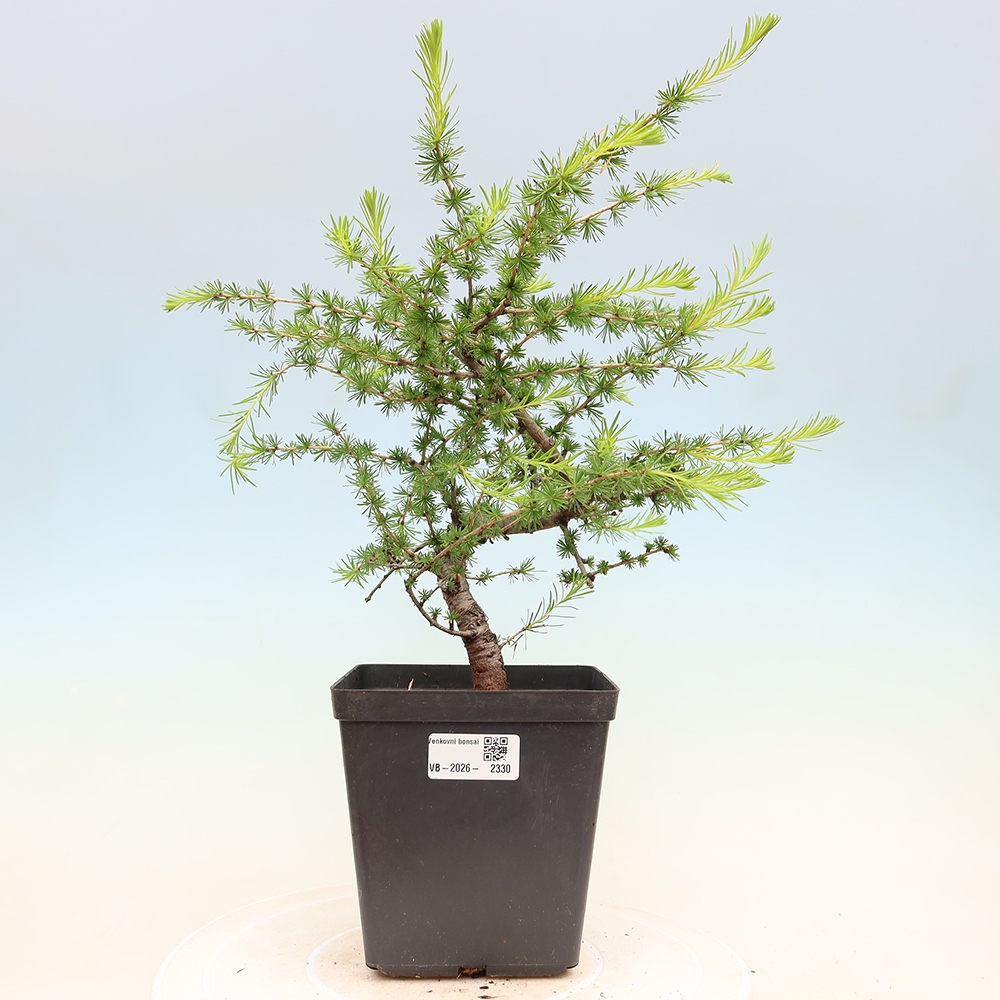 Vonkajšie bonsaje -Larix decidua - Smrekovec