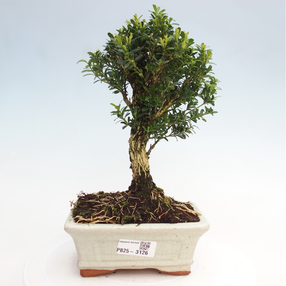 Izbová bonsai - Buxus harlandii -korkový buxus