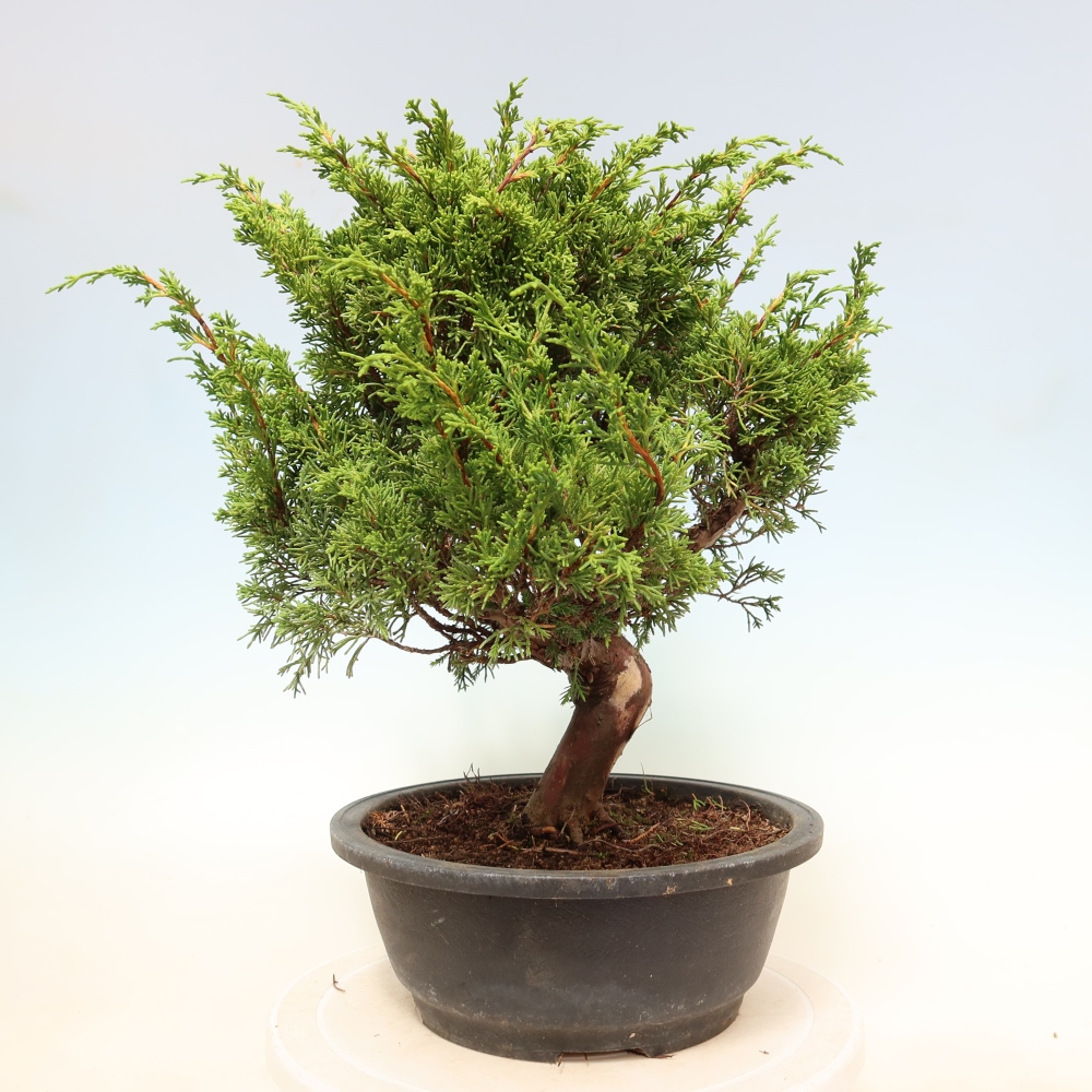 Vonkajší bonsai – Juniperus chinensis Itoigawa – čínsky jalovec