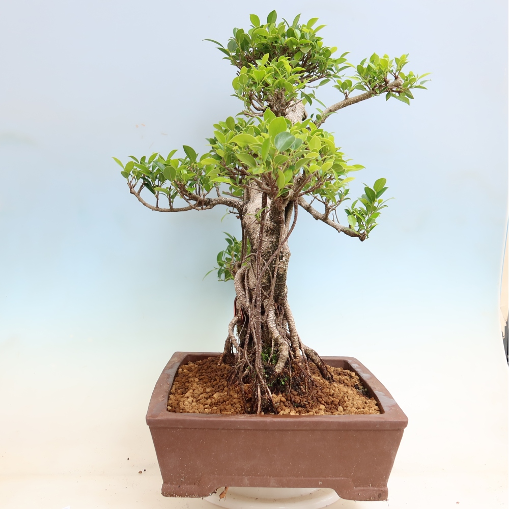 Izbové bonsaje - Ficus kimmen - drobnolistý fikus