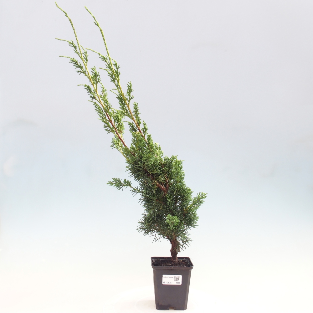 Vonkajší bonsaj - Juniperus chinensis Kishu