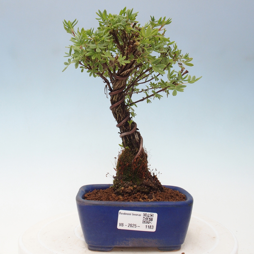 Vonkajšia bonsai-Nátržník krovitá - potentila fruticosa yellow Bird