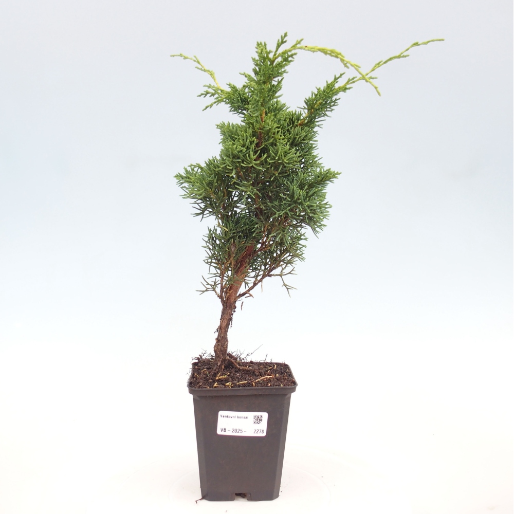 Vonkajšie bonsai - Juniperus chinensis Kishu -Jalovec čínsky