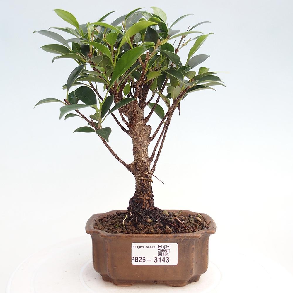 Izbové bonsaje Ficus retusa kimmen