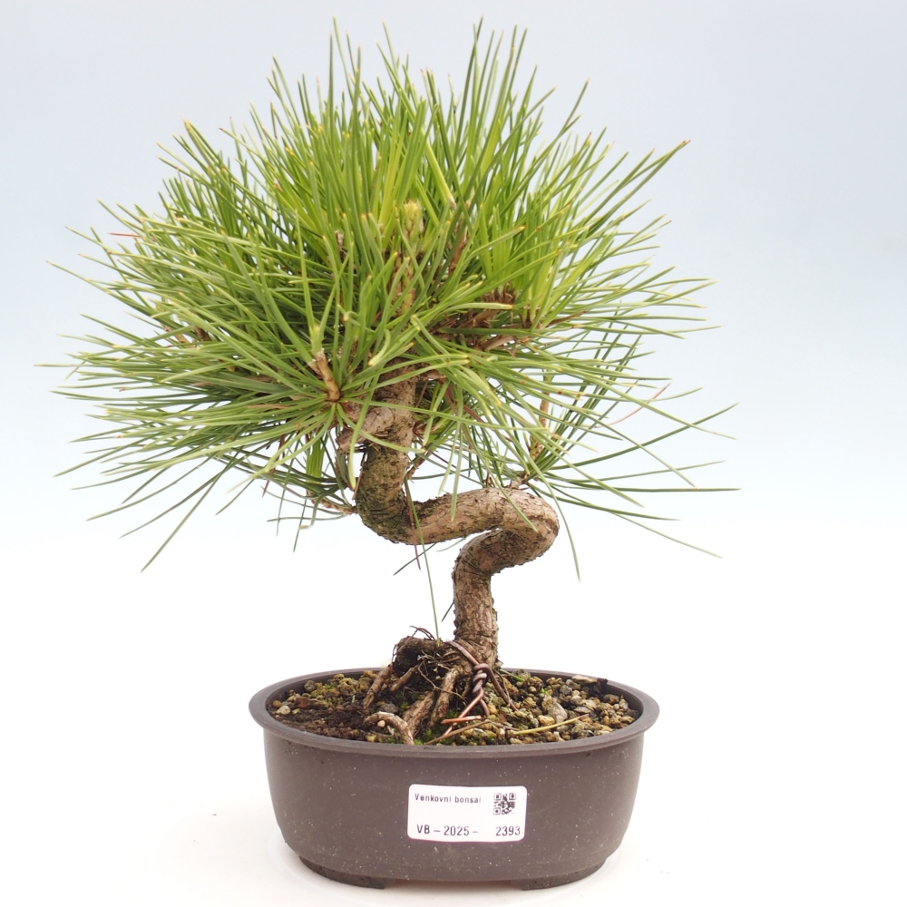 Vonkajší bonsai - Pinus thunbergii - Borovica thunbergova