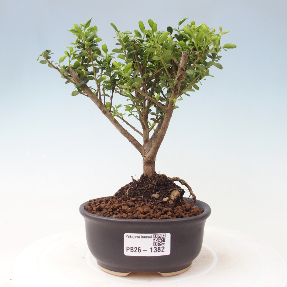 Izbový bonsaj - Ilex crenata - Cesmína