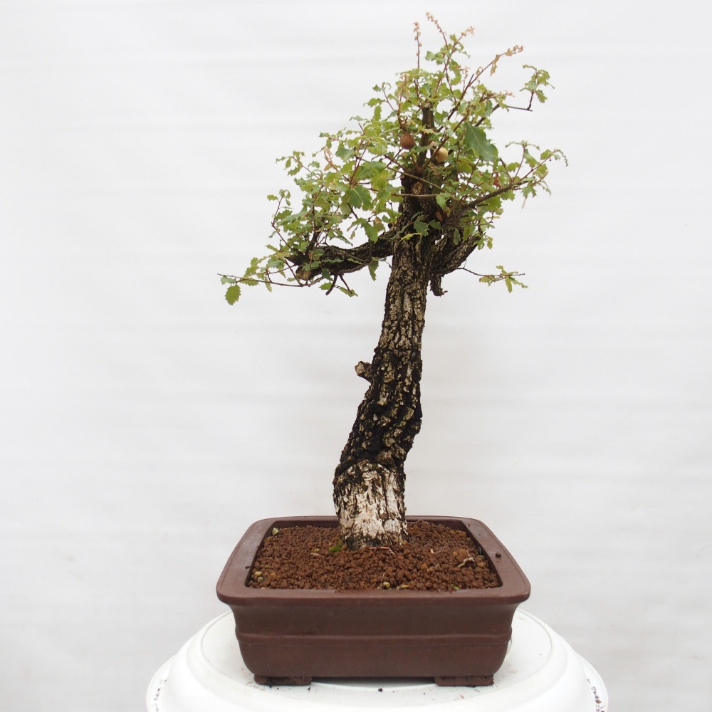 Yamadori - Quercus Ilex -Dub cezmínovitý