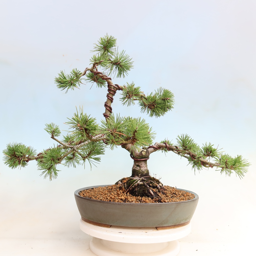 Vonkajšie bonsaje – Pinus mugo Humpy – borovica krivá