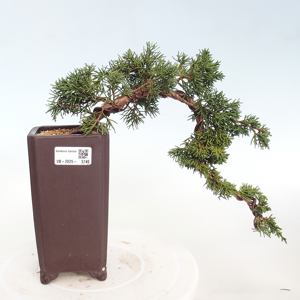 Vonkajší bonsaj - Juniperus chinensis Kishu
