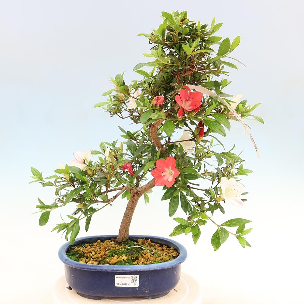 Vonkajšie bonsaje - Japonské azalky - Azalea Senhime